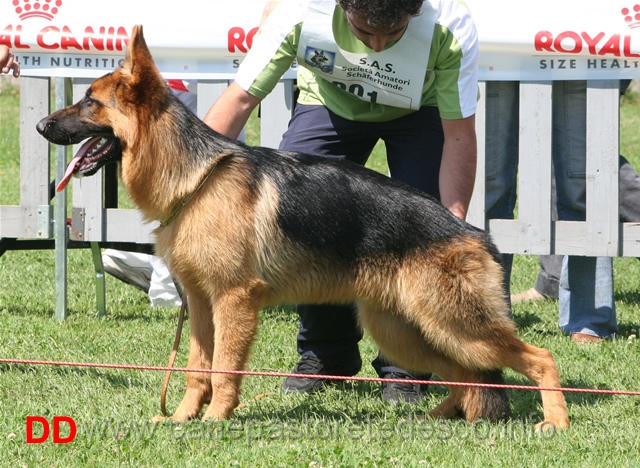 Wolf di Fossombrone 4 Jun.m.jpg